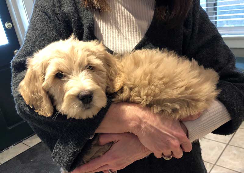 Carousel Slide 2: Puppy & kitten veterinary care