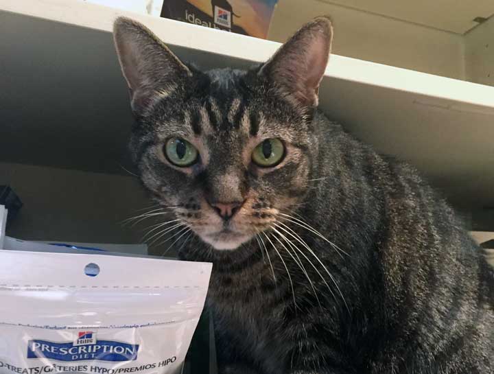 Preventive Care for Cats