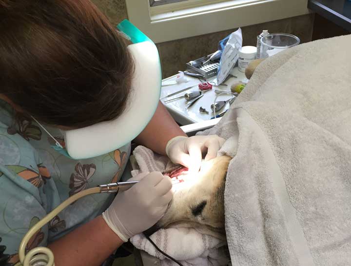 Pet Dental Care